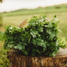 Cilantro