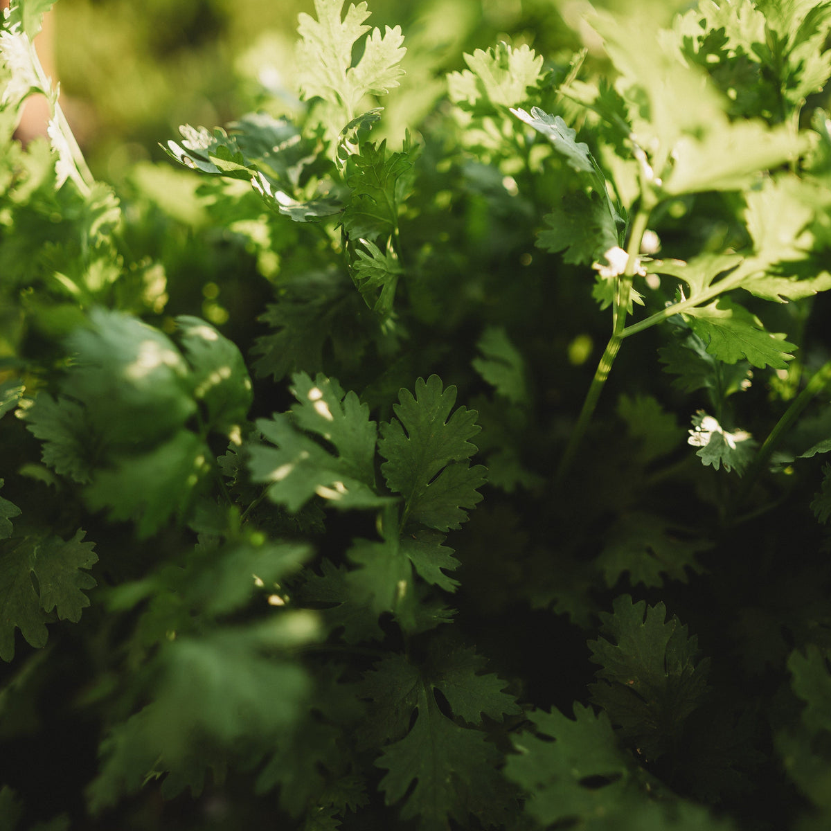 Cilantro