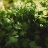 Cilantro