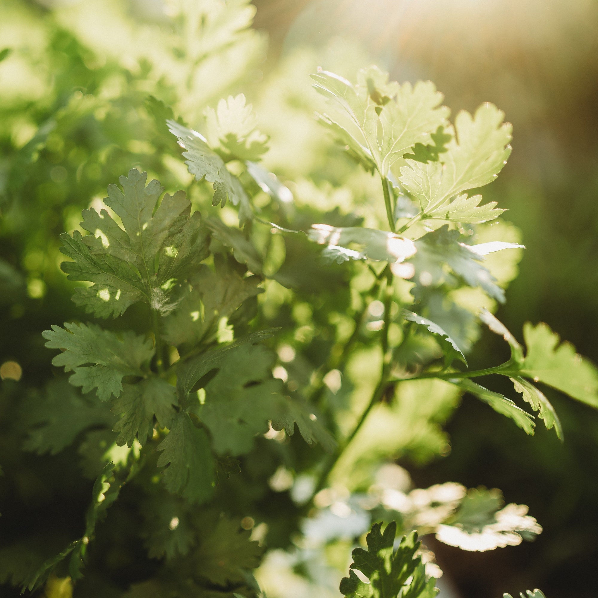 cilantro plant with seeds Cilantro