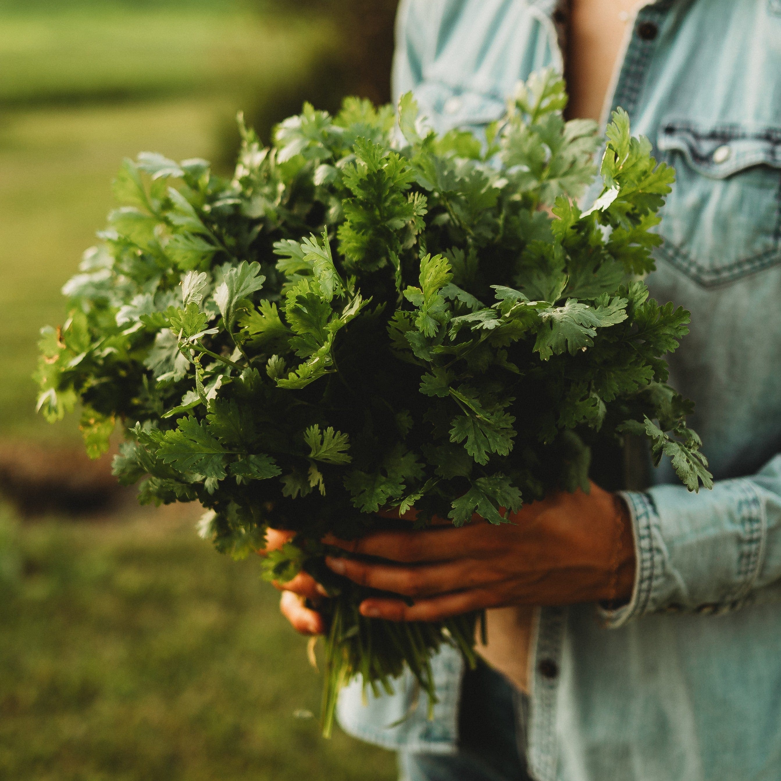 Cilantro Seeds – Leisure Splits, NON-GMO, Ngò Rí, Fresh Garden Herb Seeds For 2025