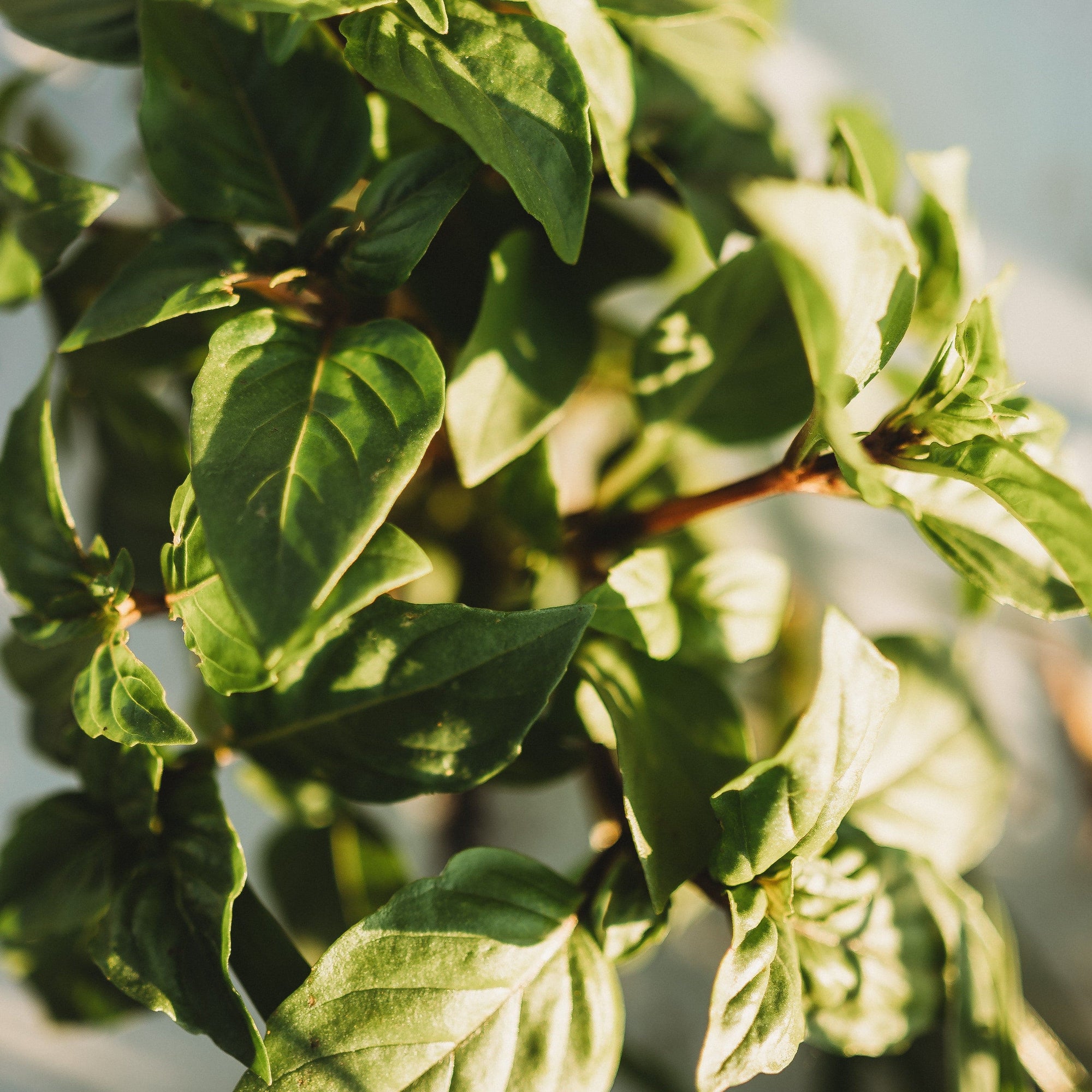 cinnamon basil plants for sale Cinnamon Basil
