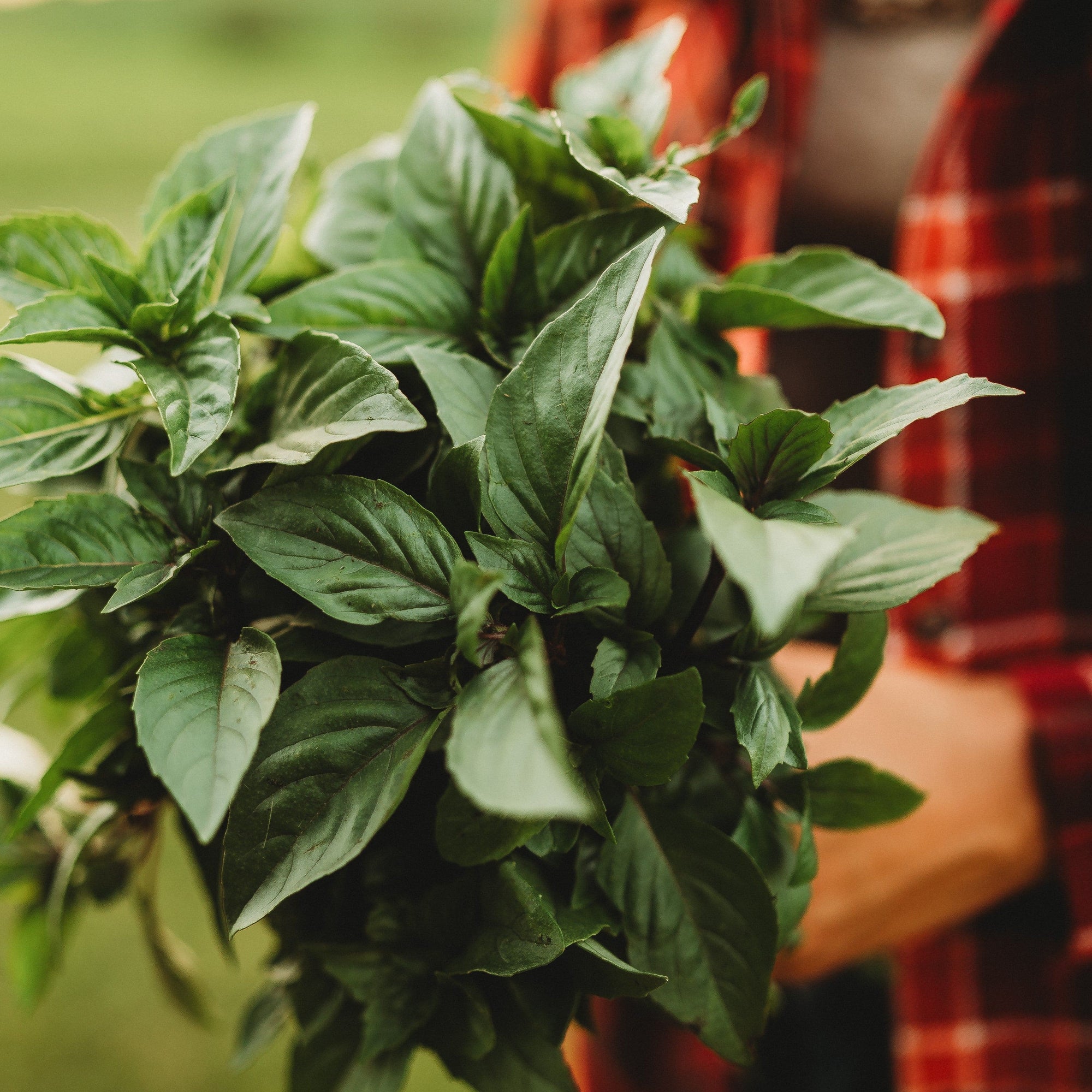 cinnamon basil plant Cinnamon Basil