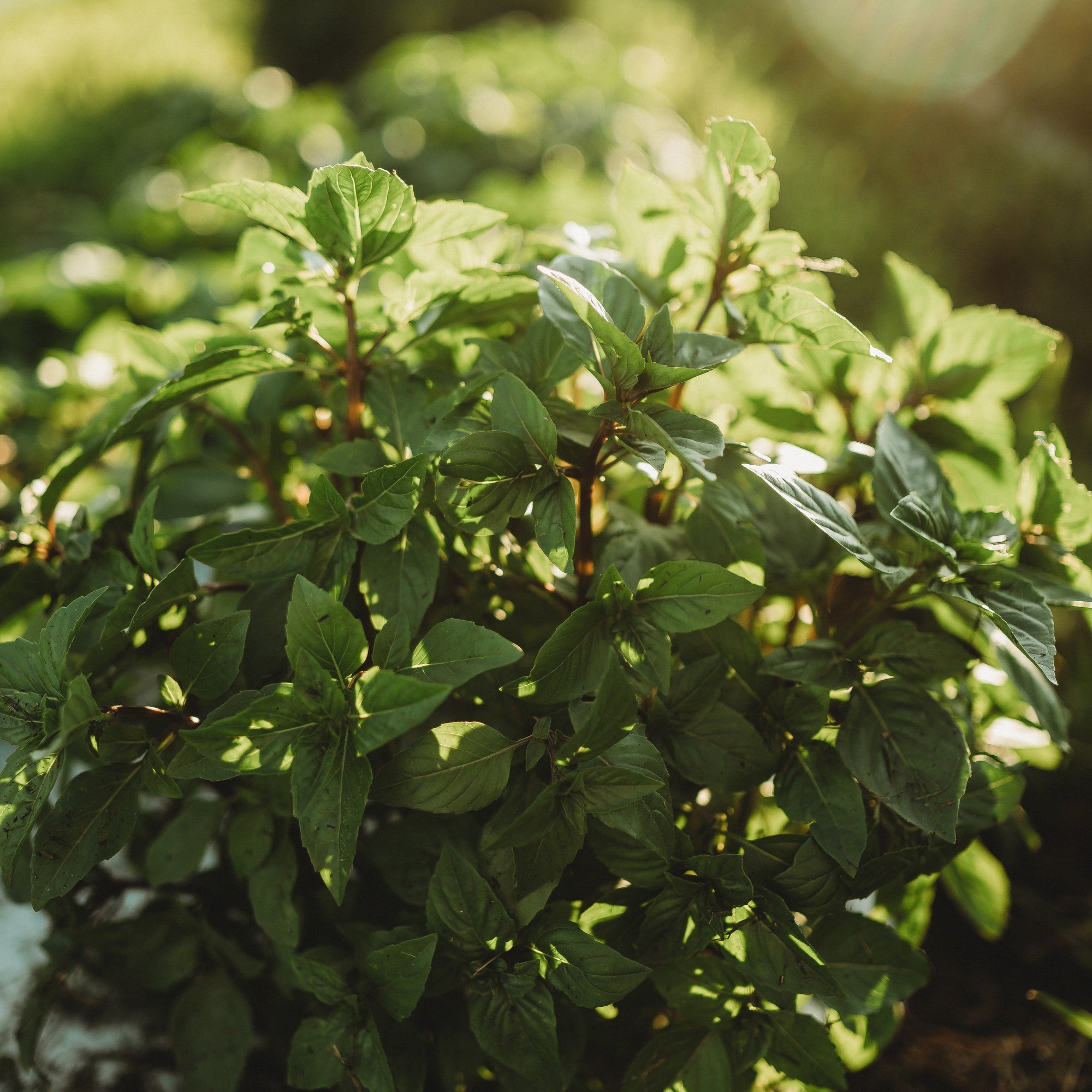 cinnamon mint plant Cinnamon Basil