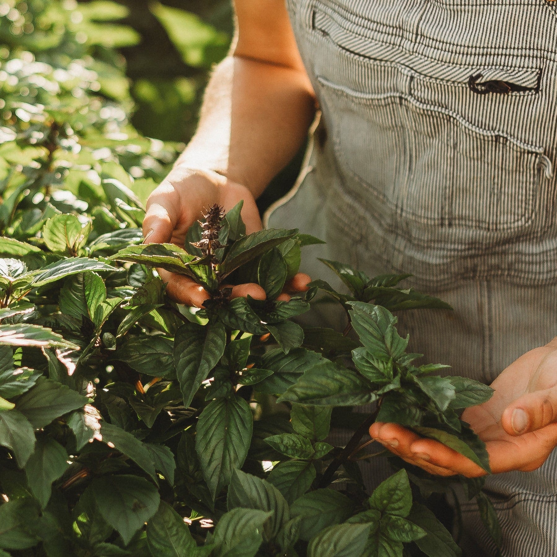 cinnamon basil companion plants Cinnamon Basil