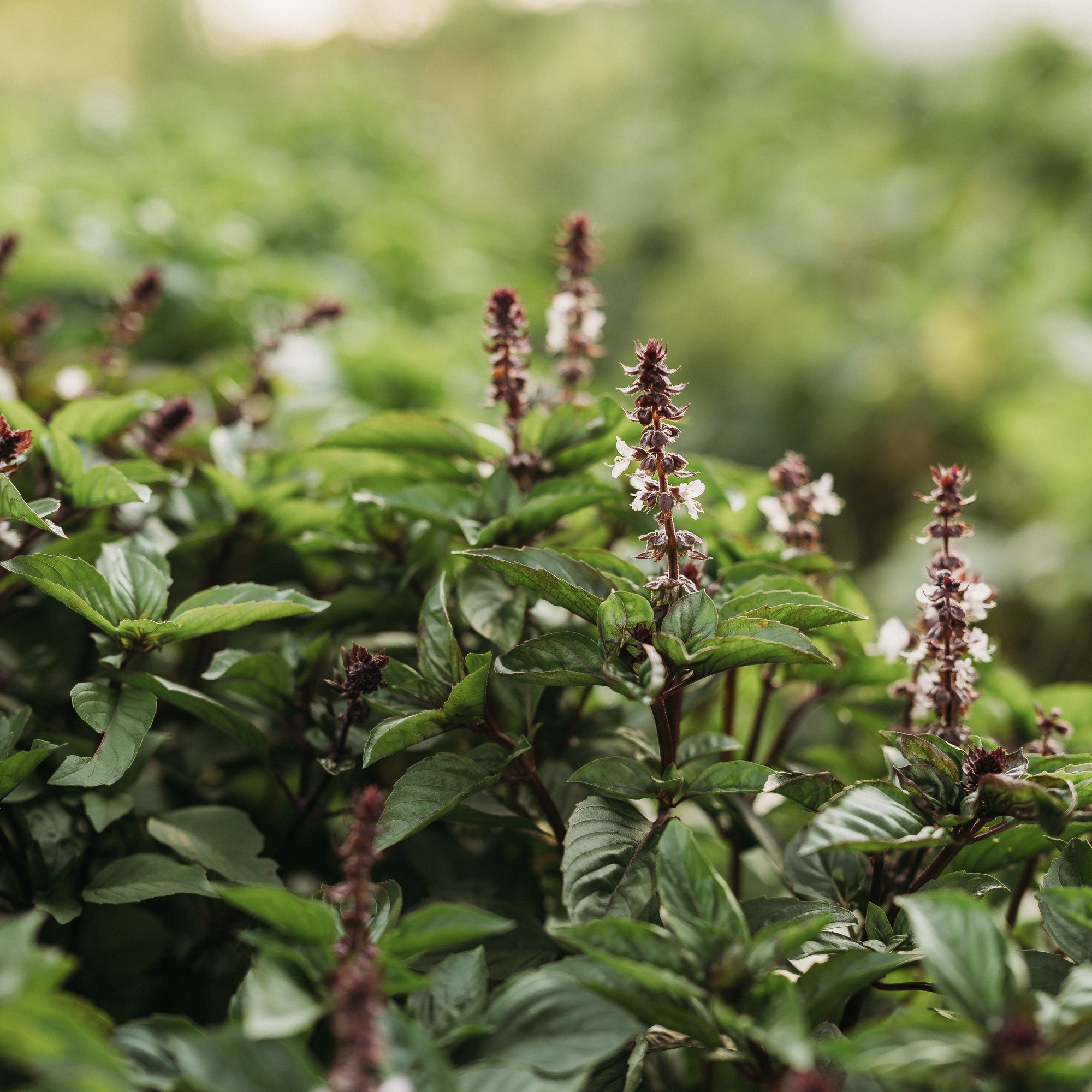 cinnamon basil plant care Cinnamon Basil