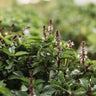 Cinnamon Basil