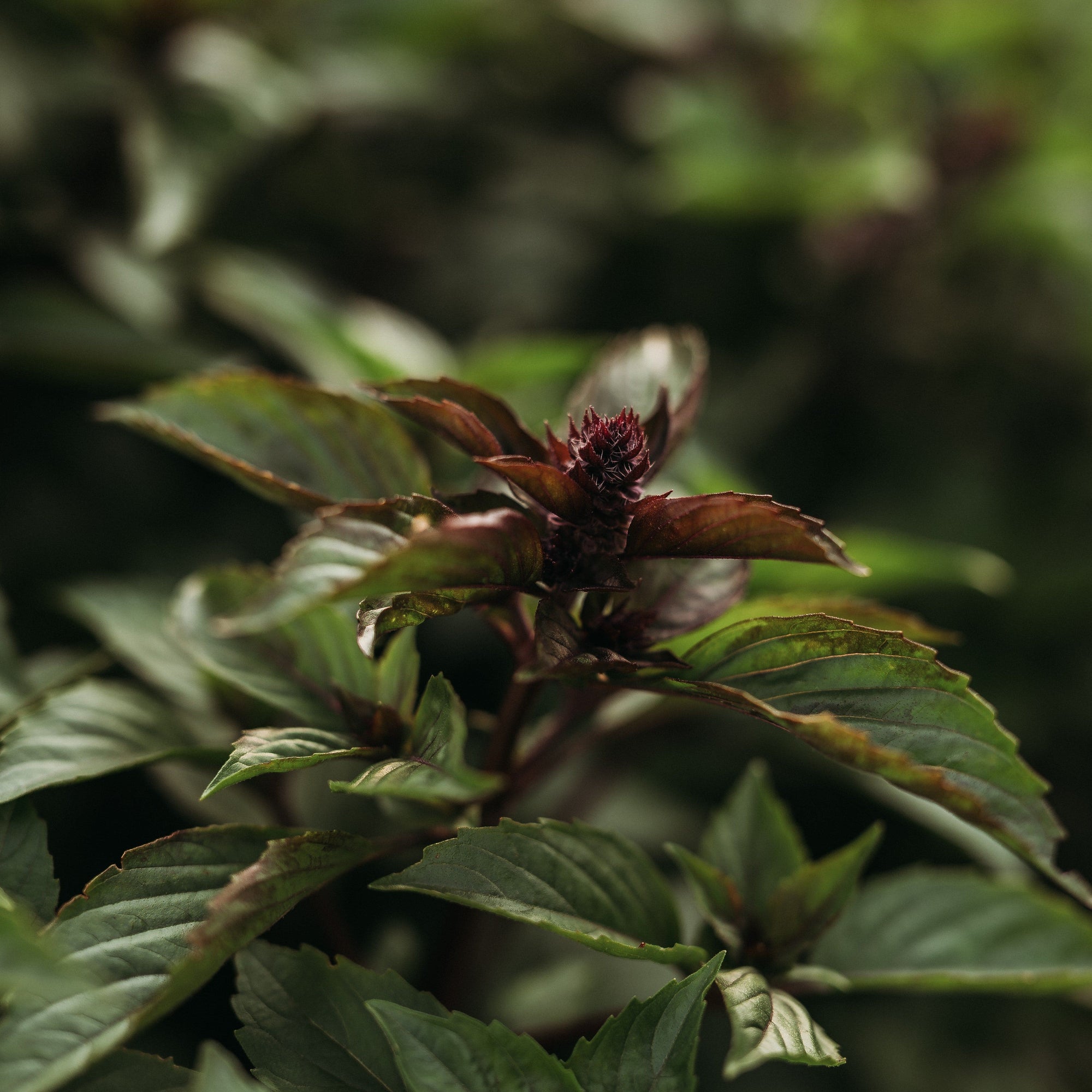 cinnamon basil plants Cinnamon Basil