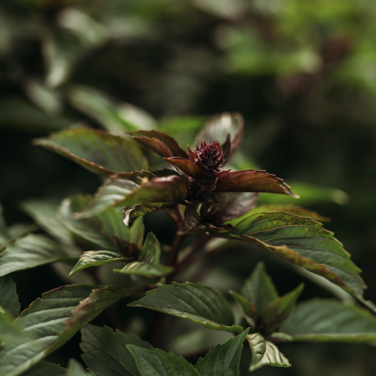 Cinnamon Basil