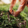 Cinnamon Basil