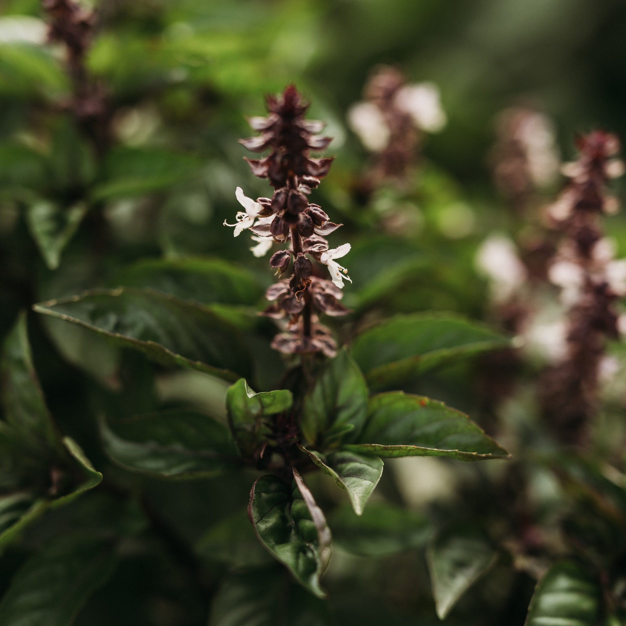 cinnamon basil plants Cinnamon Basil