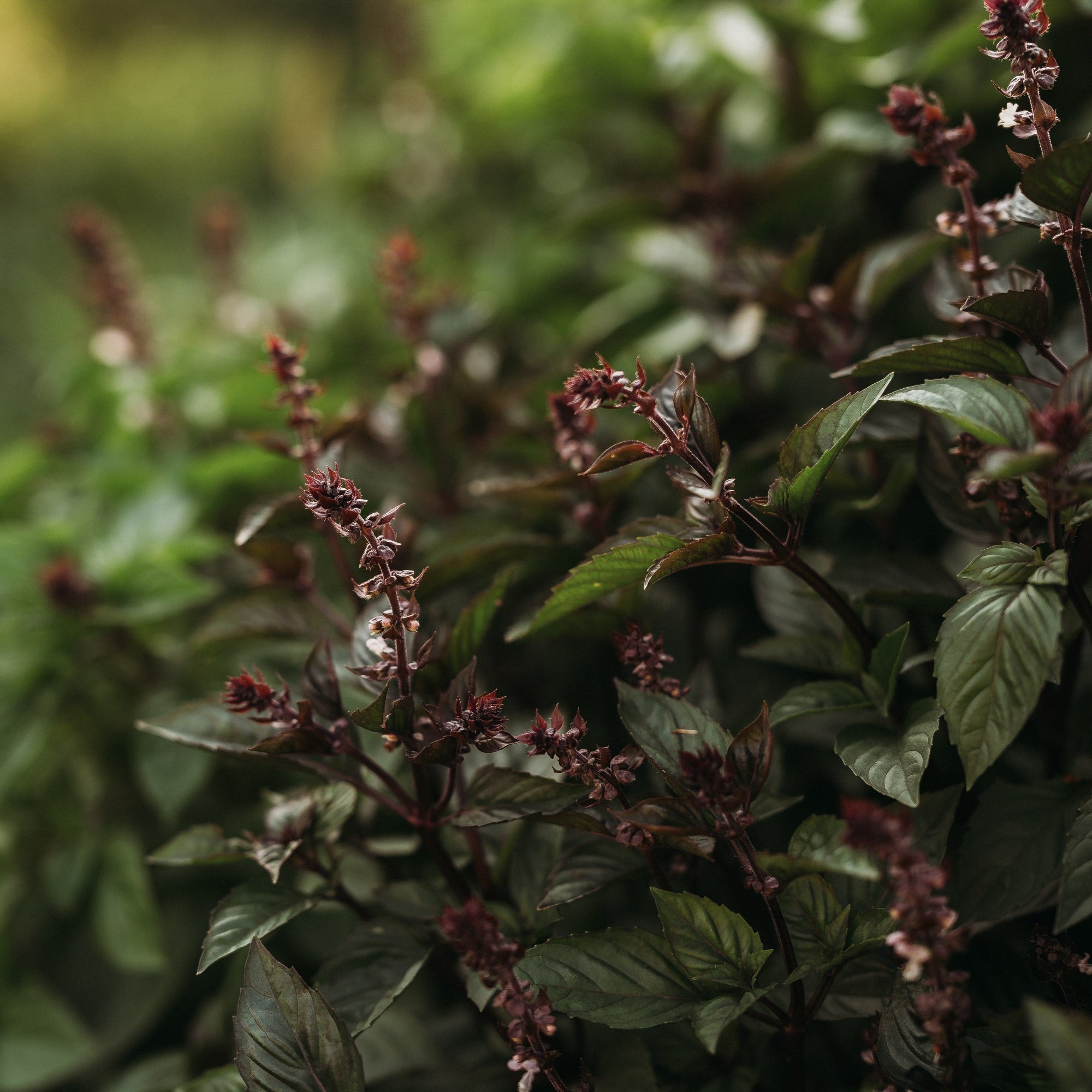 basil plant flowering seeds Cinnamon Basil
