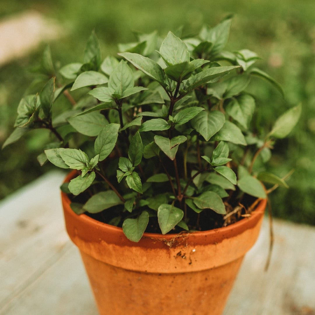 Cinnamon Basil