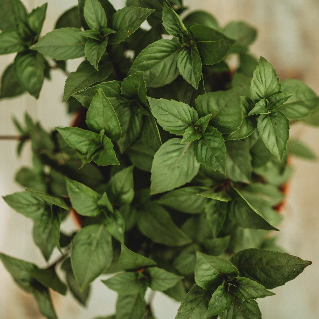 Cinnamon Basil