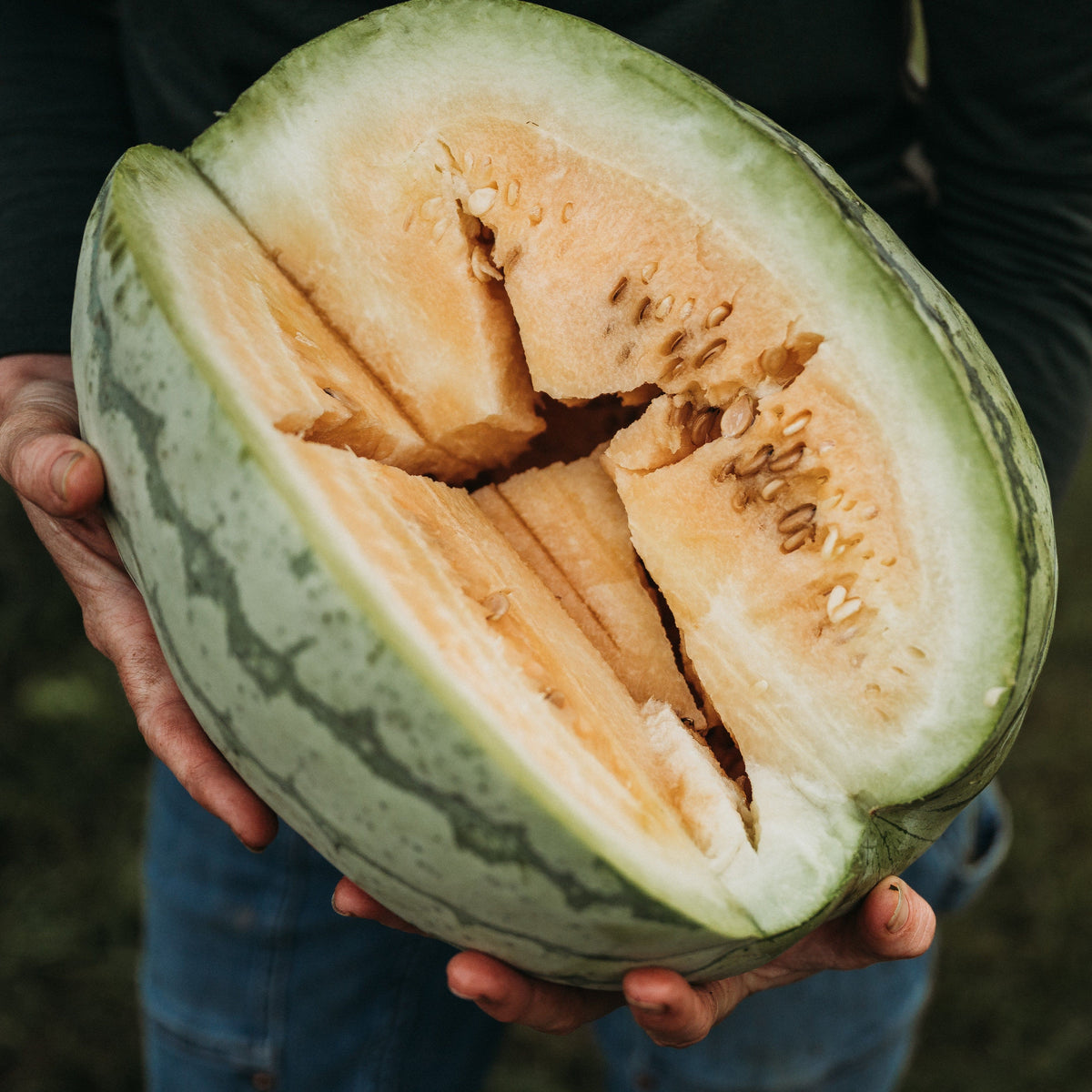 Clay County Watermelon