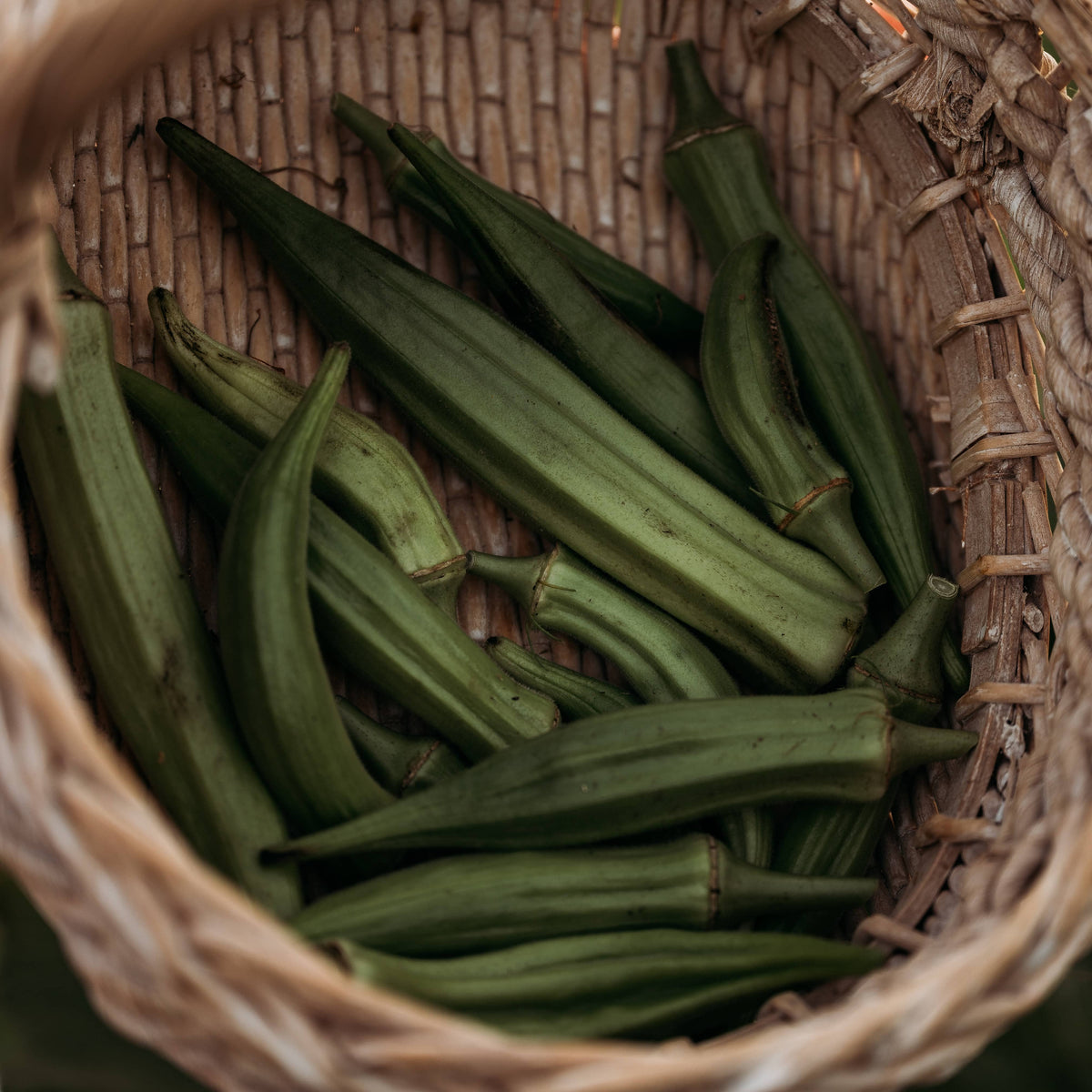 Clemson Spineless Okra