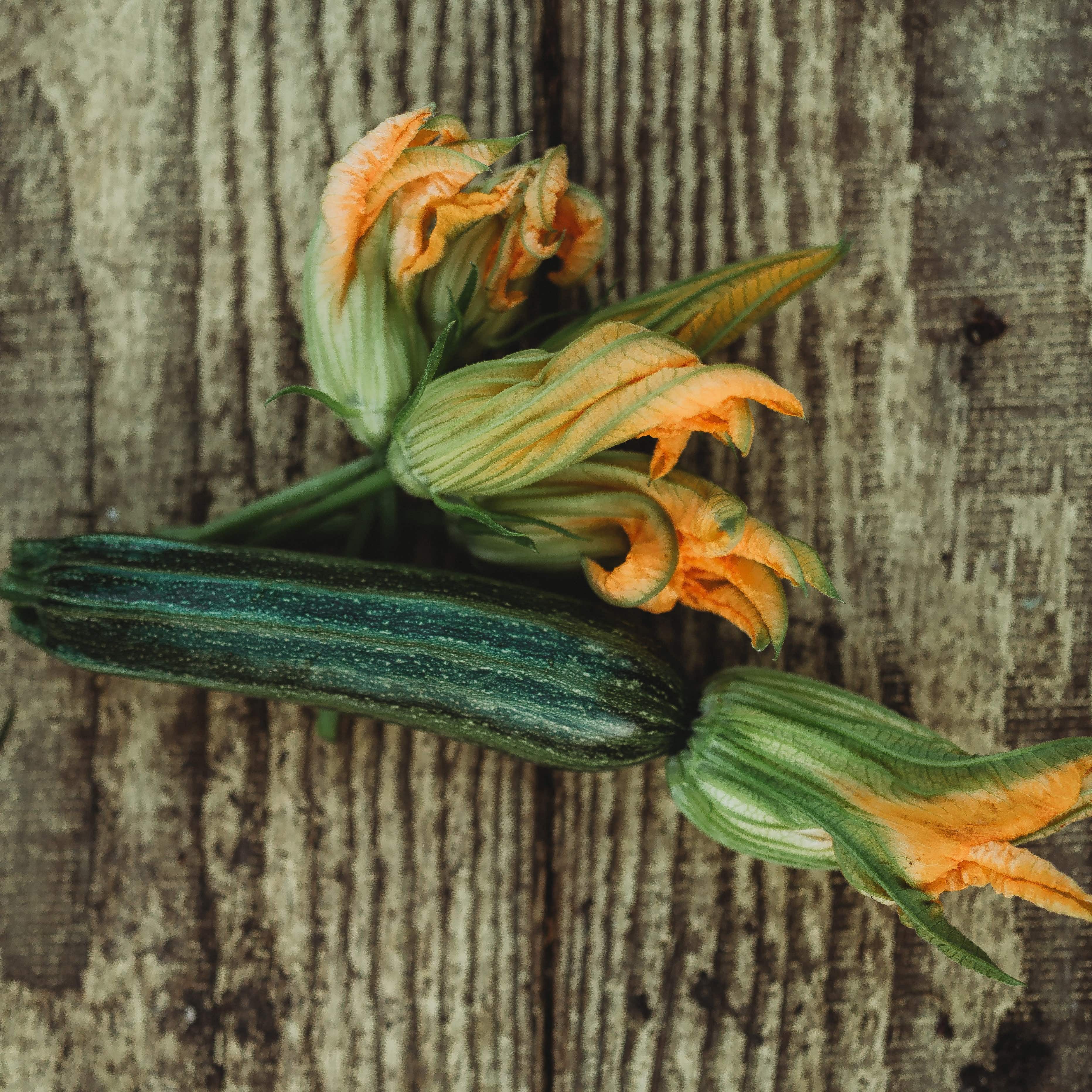 Cocozelle Zucchini - Thresh Seed Co.