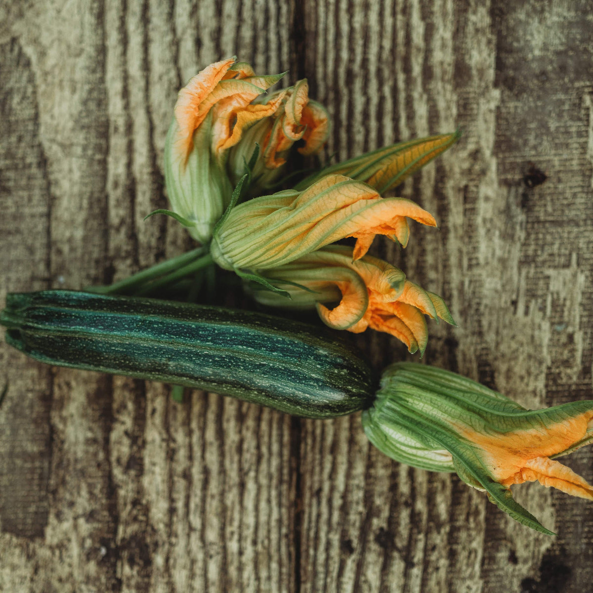 Cocozelle Zucchini