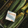 Cocozelle Zucchini