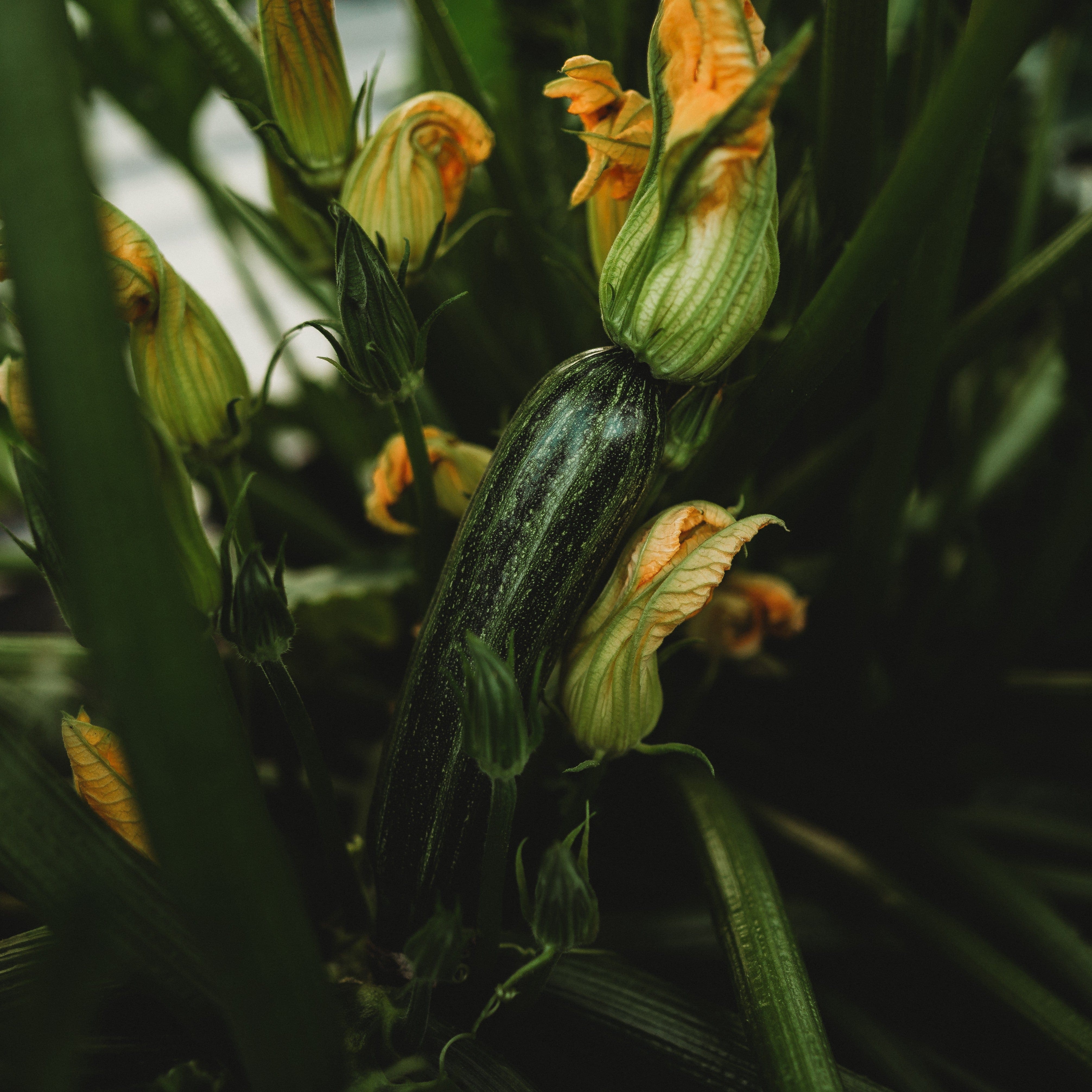 Cocozelle Zucchini - Thresh Seed Co.
