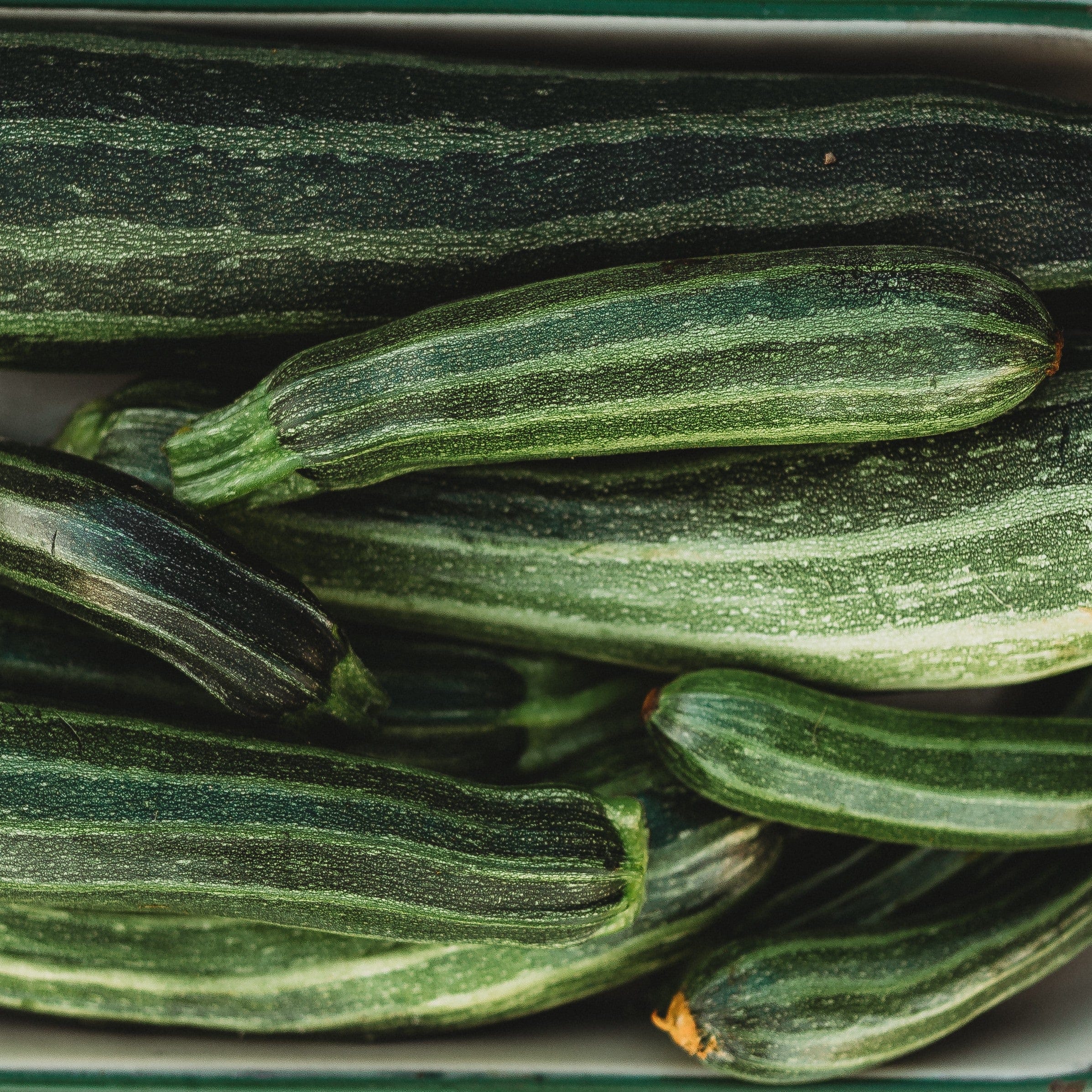 Cocozelle Zucchini - Thresh Seed Co.