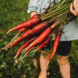 Cosmic Purple Carrot Seeds