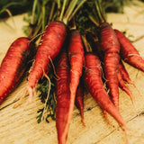Cosmic Purple Carrot Seeds