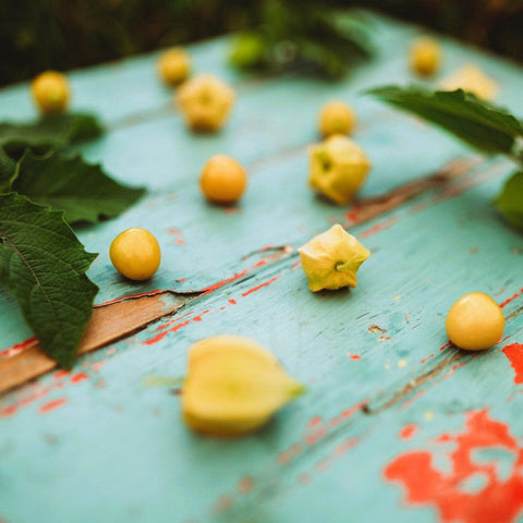 Cossak Pineapple Ground Cherry Seeds
