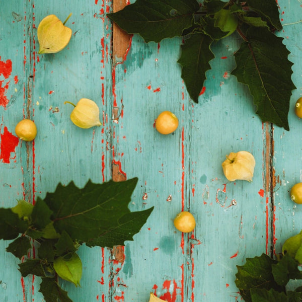 cossack pineapple ground cherry plant Cossack Pineapple Ground Cherry
