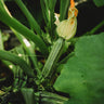 Costata Romanesco Zucchini
