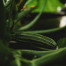 Costata Romanesco Zucchini