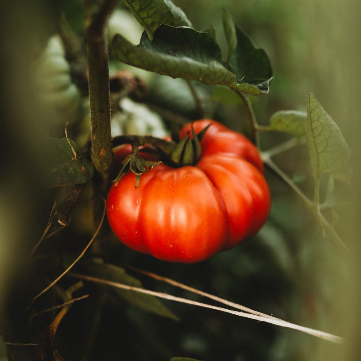 Costoluto Genovese Tomato