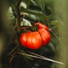 Costoluto Genovese Tomato