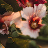 Country Fence Row Heirloom Hollyhocks