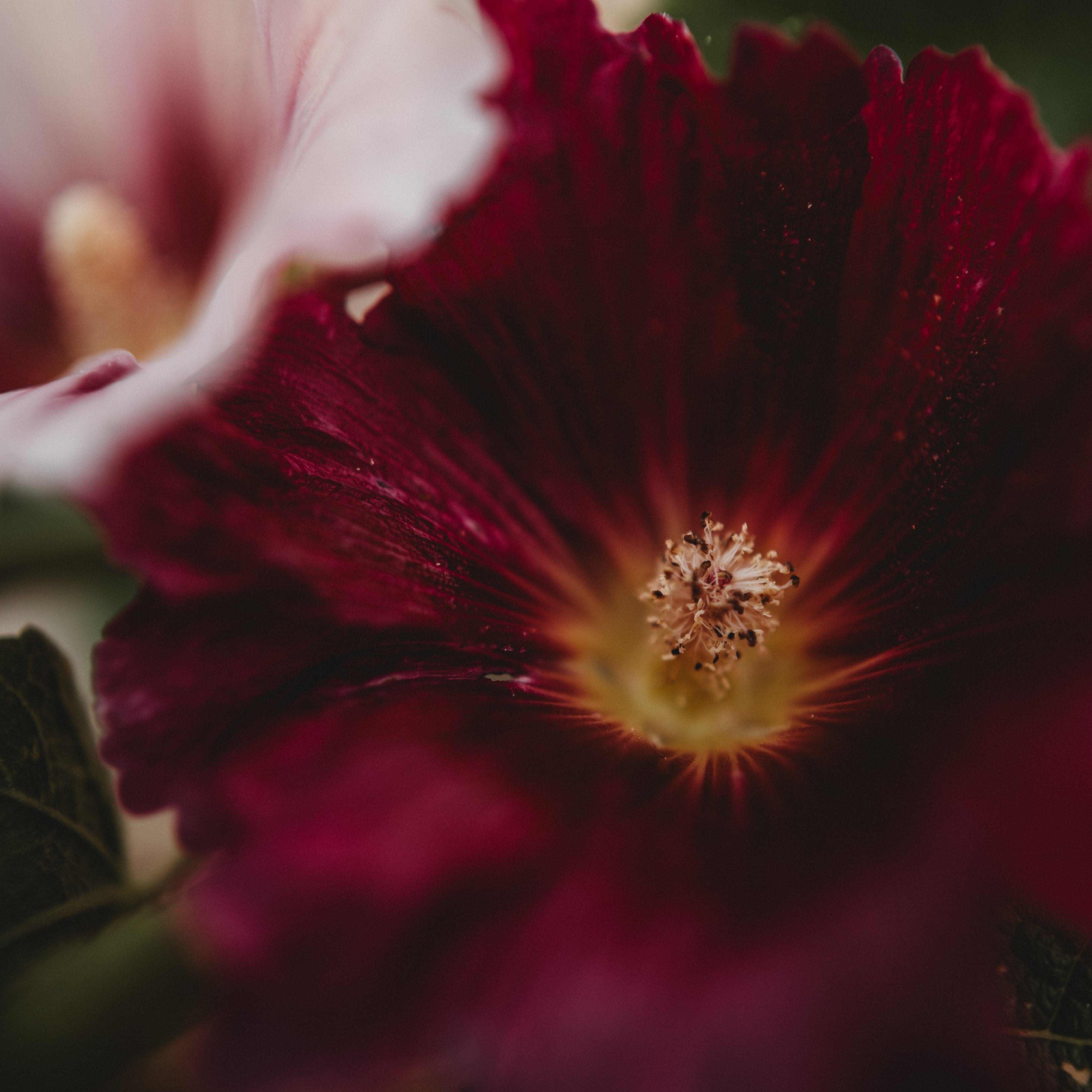 Country Fence Row Hollyhock Seeds