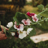 Country Fence Row Heirloom Hollyhocks