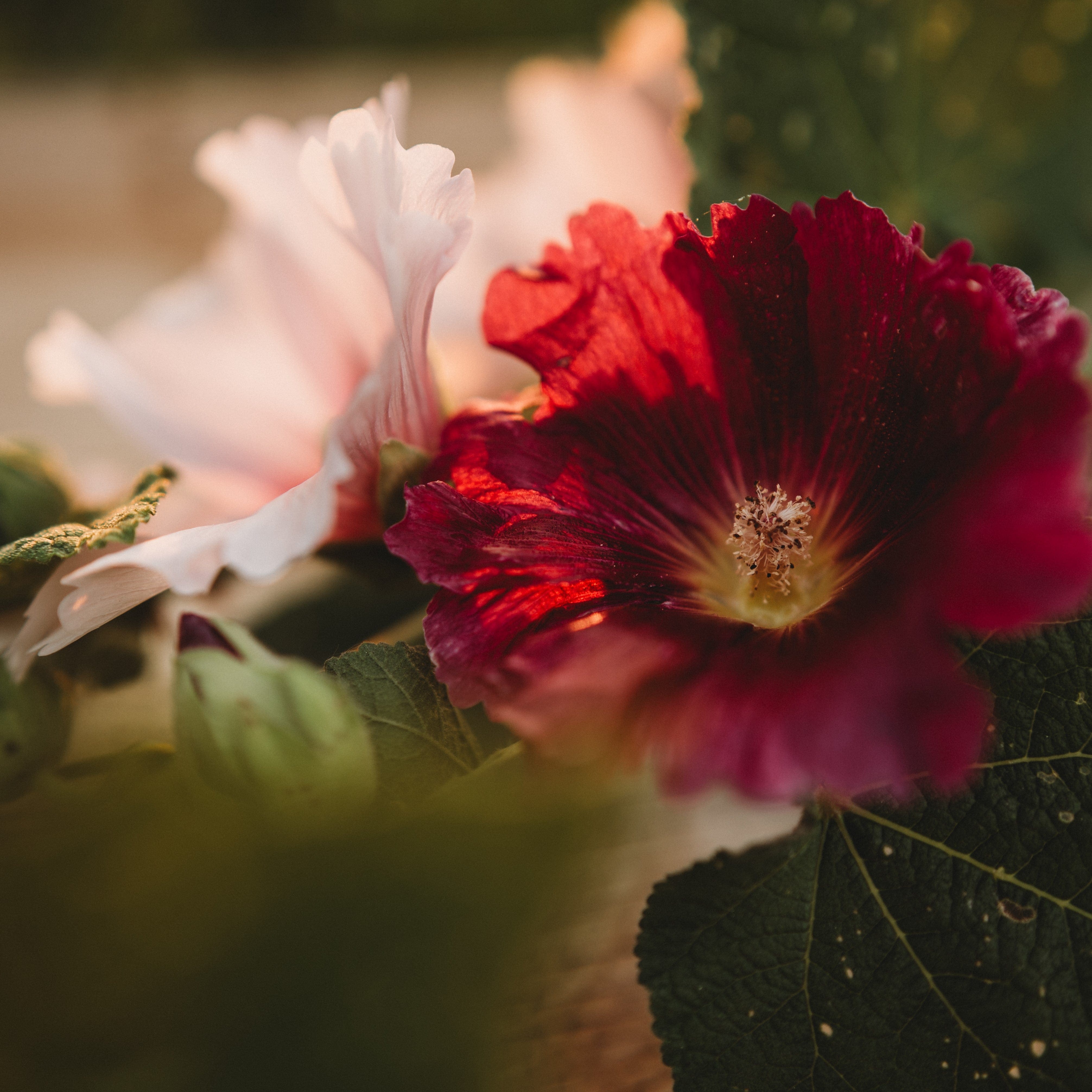 Country Fence Row Hollyhock Seeds