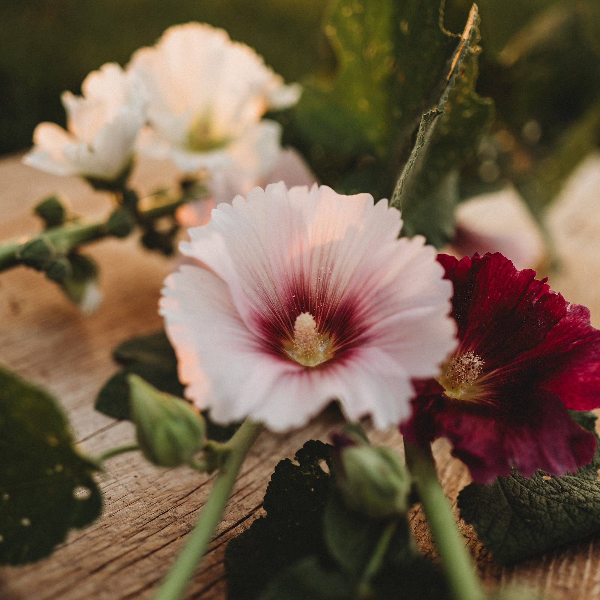 planting hollyhock seeds outdoors Country Fence Row Hollyhocks