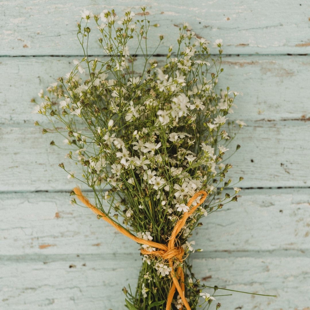 Covent Garden Baby&#39;s Breath