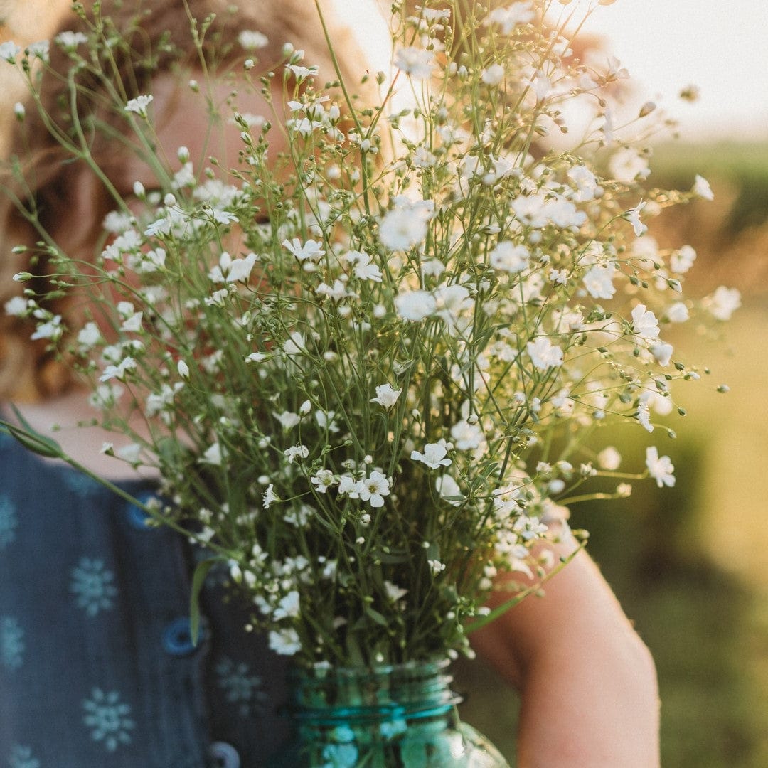 Covent Garden Baby's Breath Seeds
