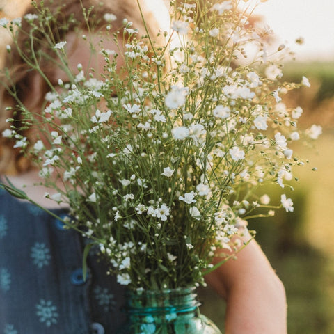 Covent Garden Baby's Breath Seeds