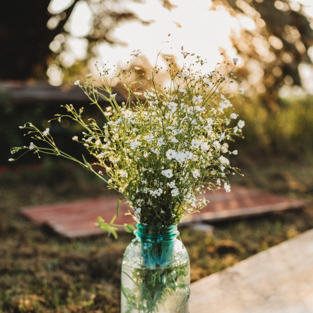 Covent Garden Baby's Breath Seeds
