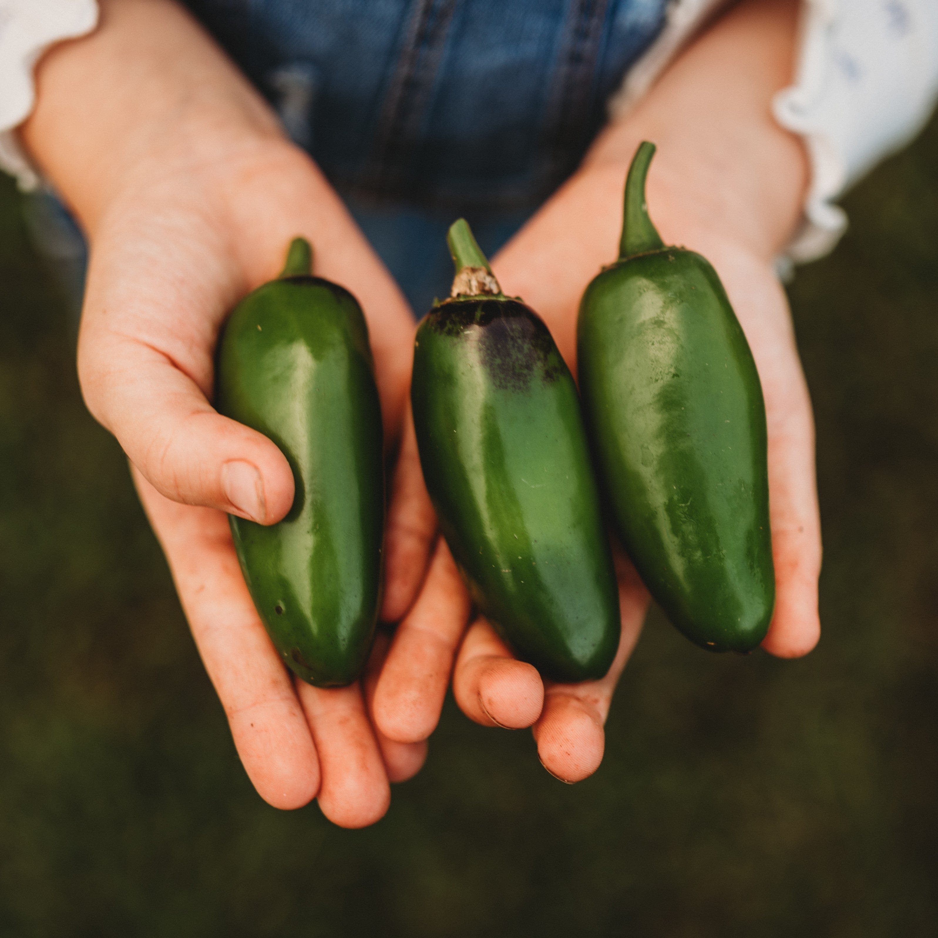 TexasHomeGrownSeeds Heirloom Hatch Chile Pepper Seed Combo - 200 Seeds Total (4 Varieties, 50 Seeds Each)