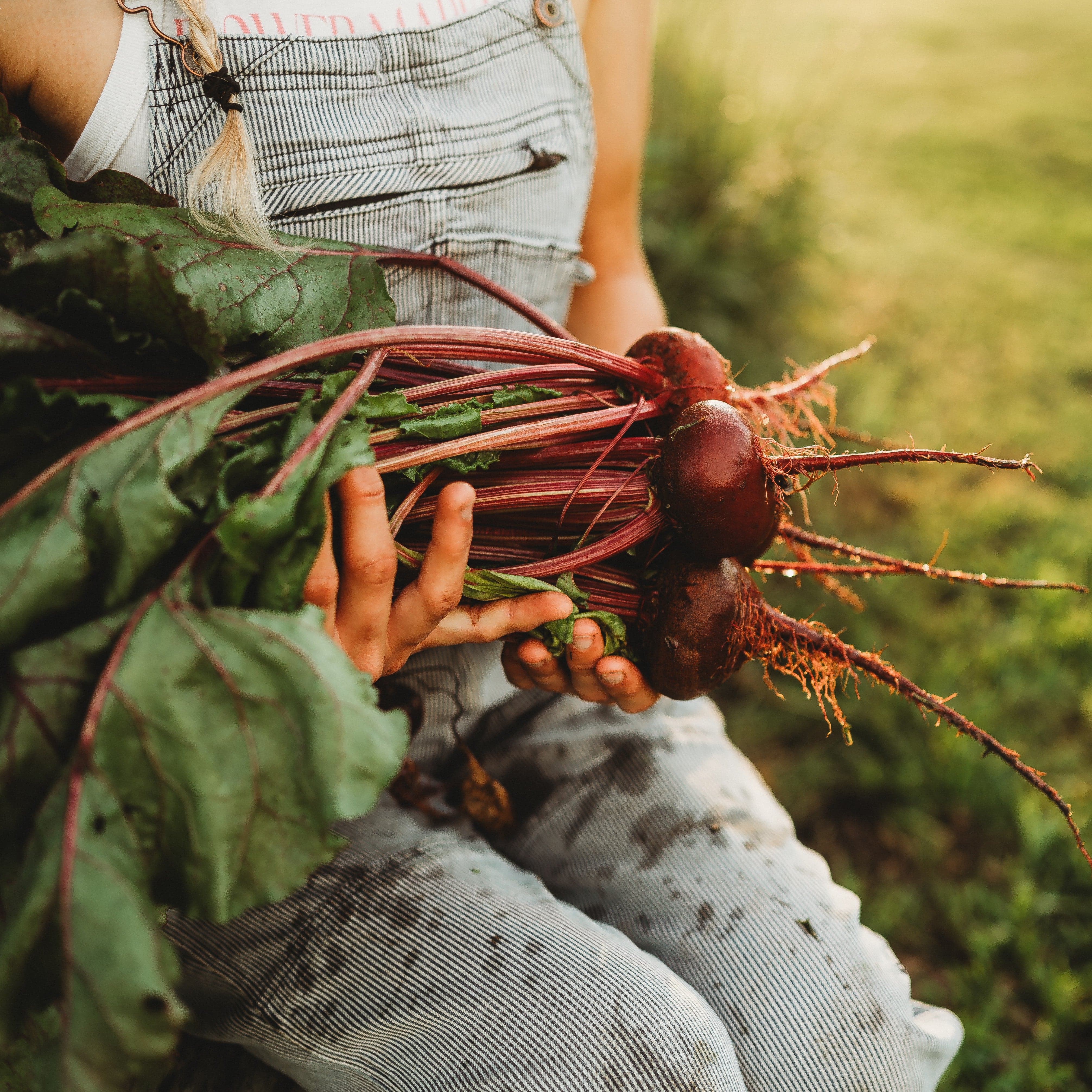 Thresh Seed Co. Crosby Egyptian Beet Seeds - Thumbnail 3