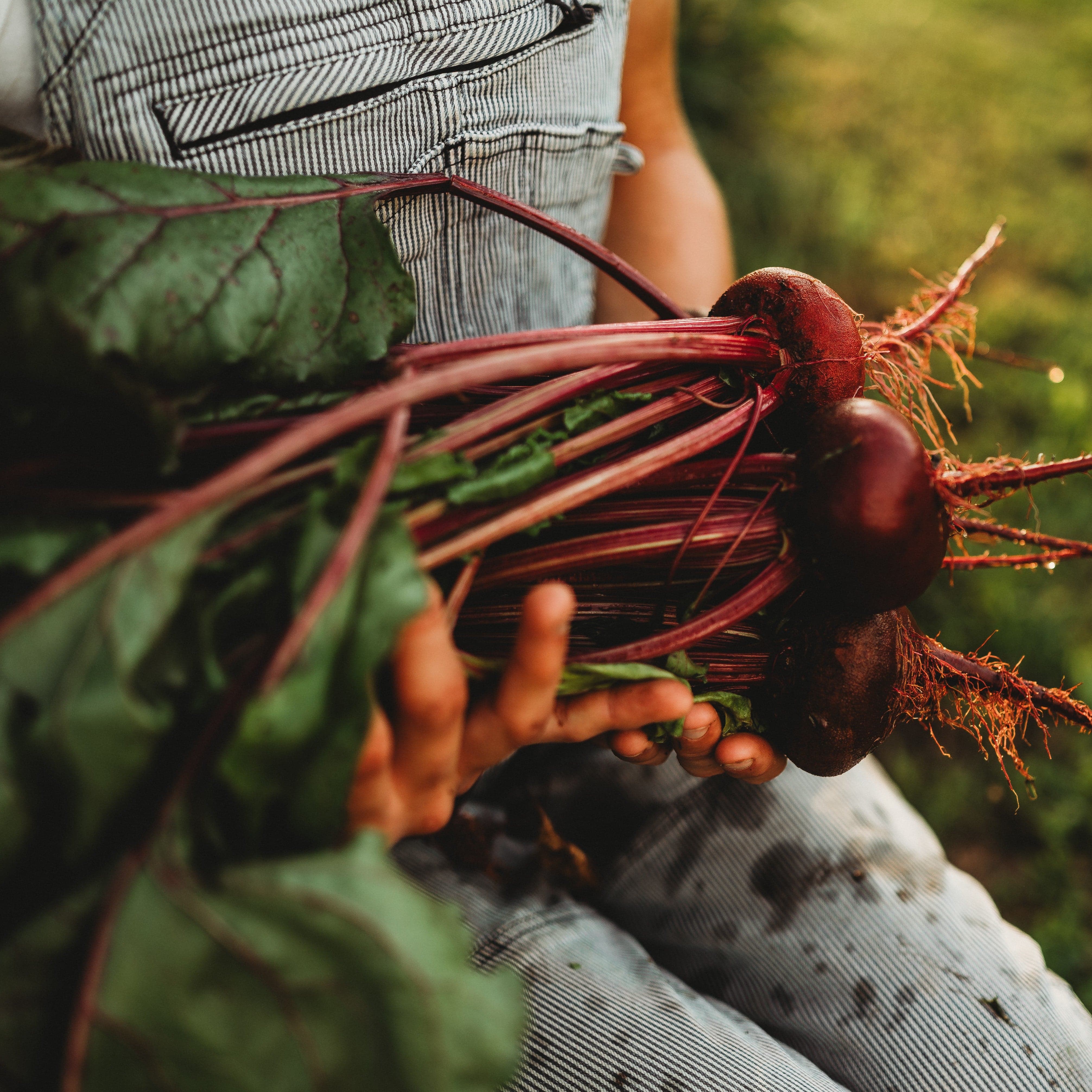 Thresh Seed Co. Crosby Egyptian Beet Seeds - Thumbnail 4