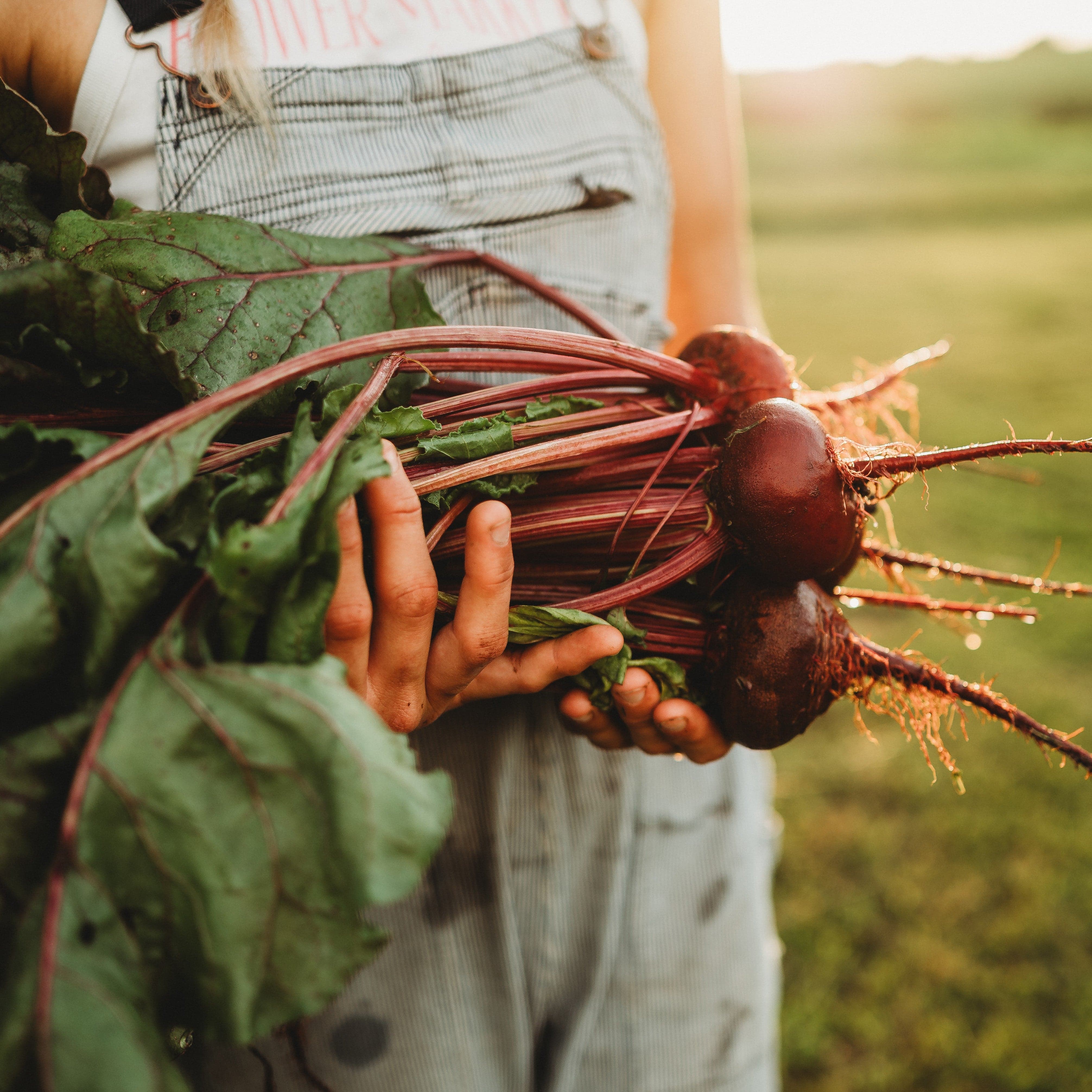 Thresh Seed Co. Crosby Egyptian Beet Seeds - Thumbnail 5