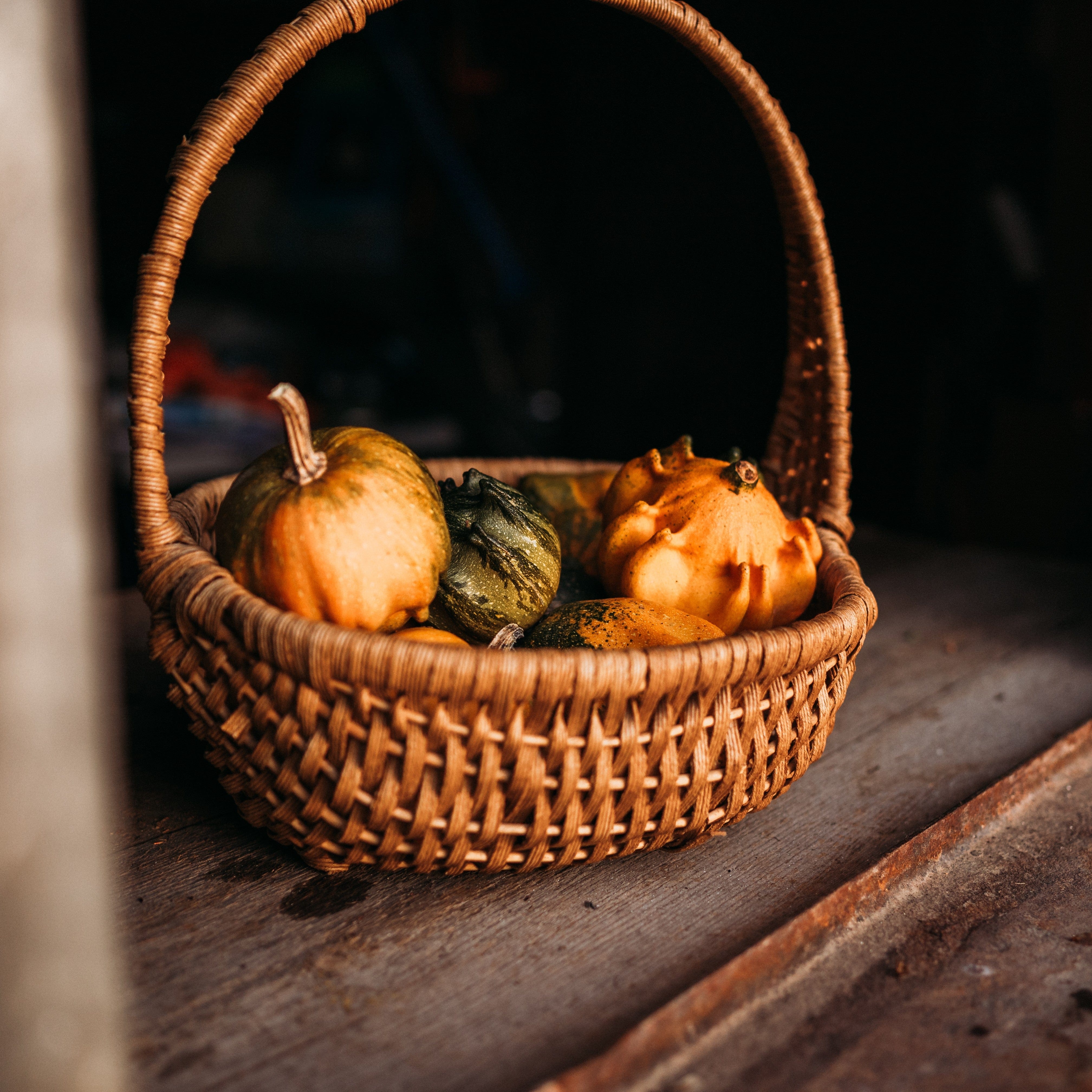 Crown of Thorns Gourd - Thresh Seed Co.