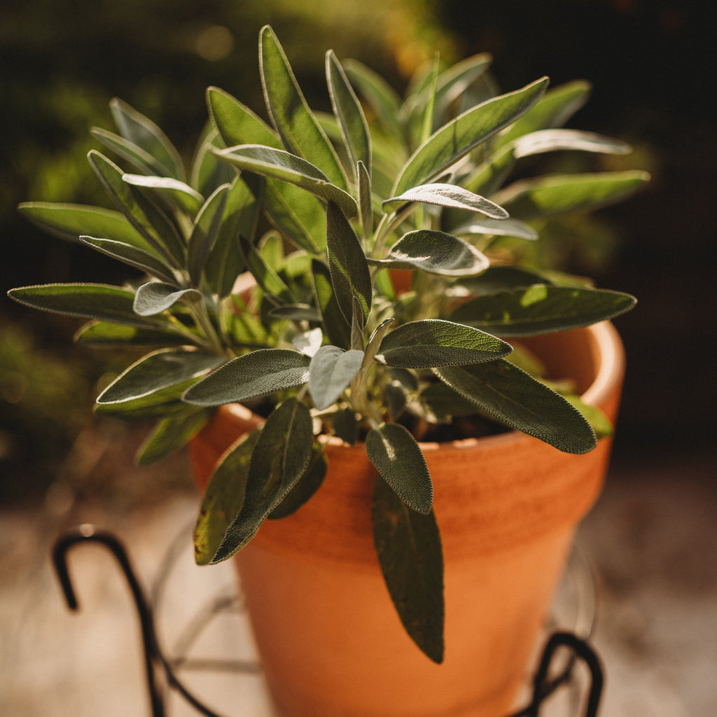 sage plant from seed Sage, Broadleaf