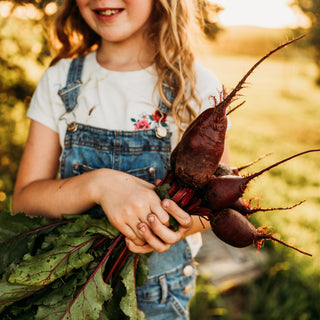 Cylindra Beet