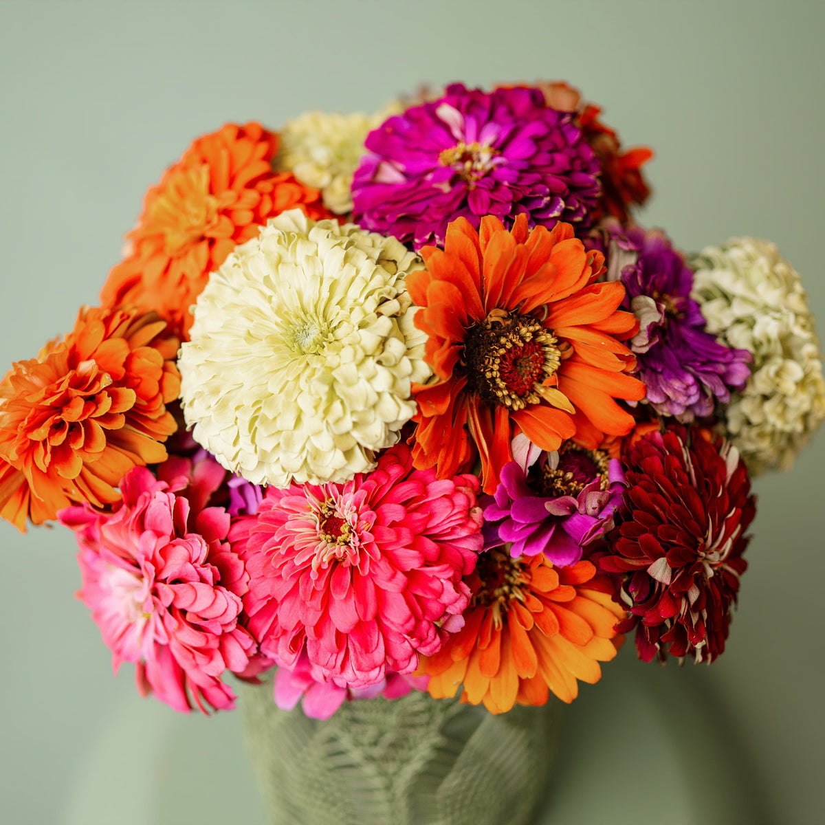 Dahlia Flowered Zinnia Mix